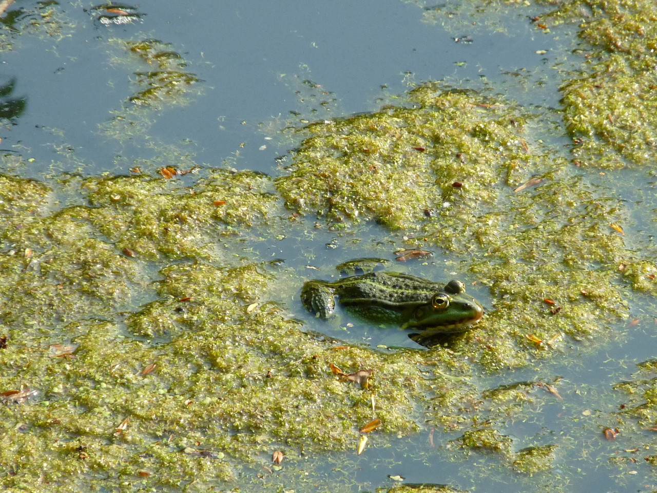 Common water frog Pelophylax esculentus