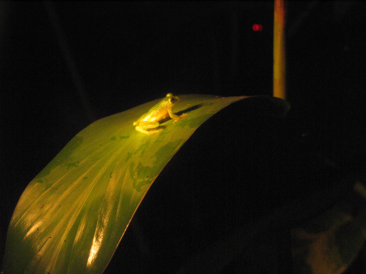 Dusty Glass Frog Hyalinobatrachium pulveratum, Costa Rica