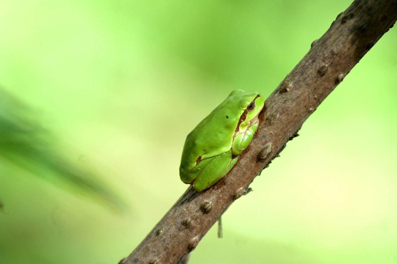 European Tree Frog Hyla arborea