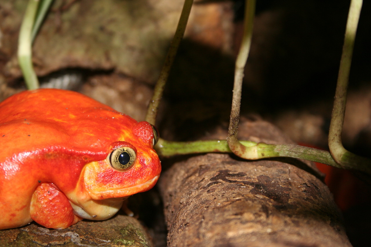 Madagascar tomato frog Dyscophus antongilii
