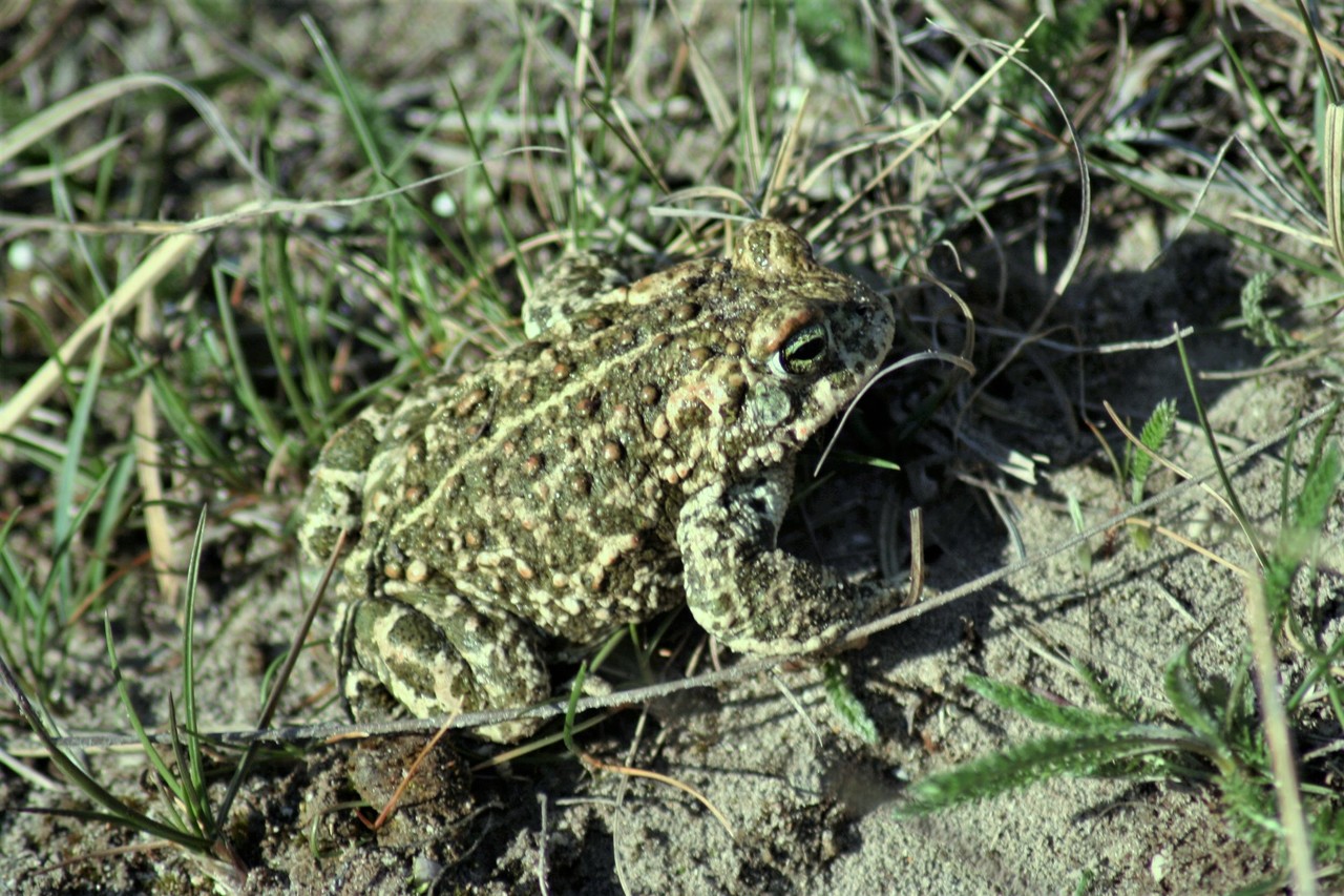 Natterjack toad Epidalea calamita