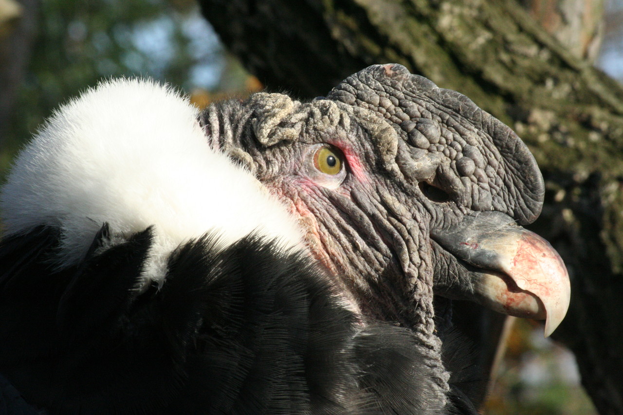 Andean Condor Vultur gryphus