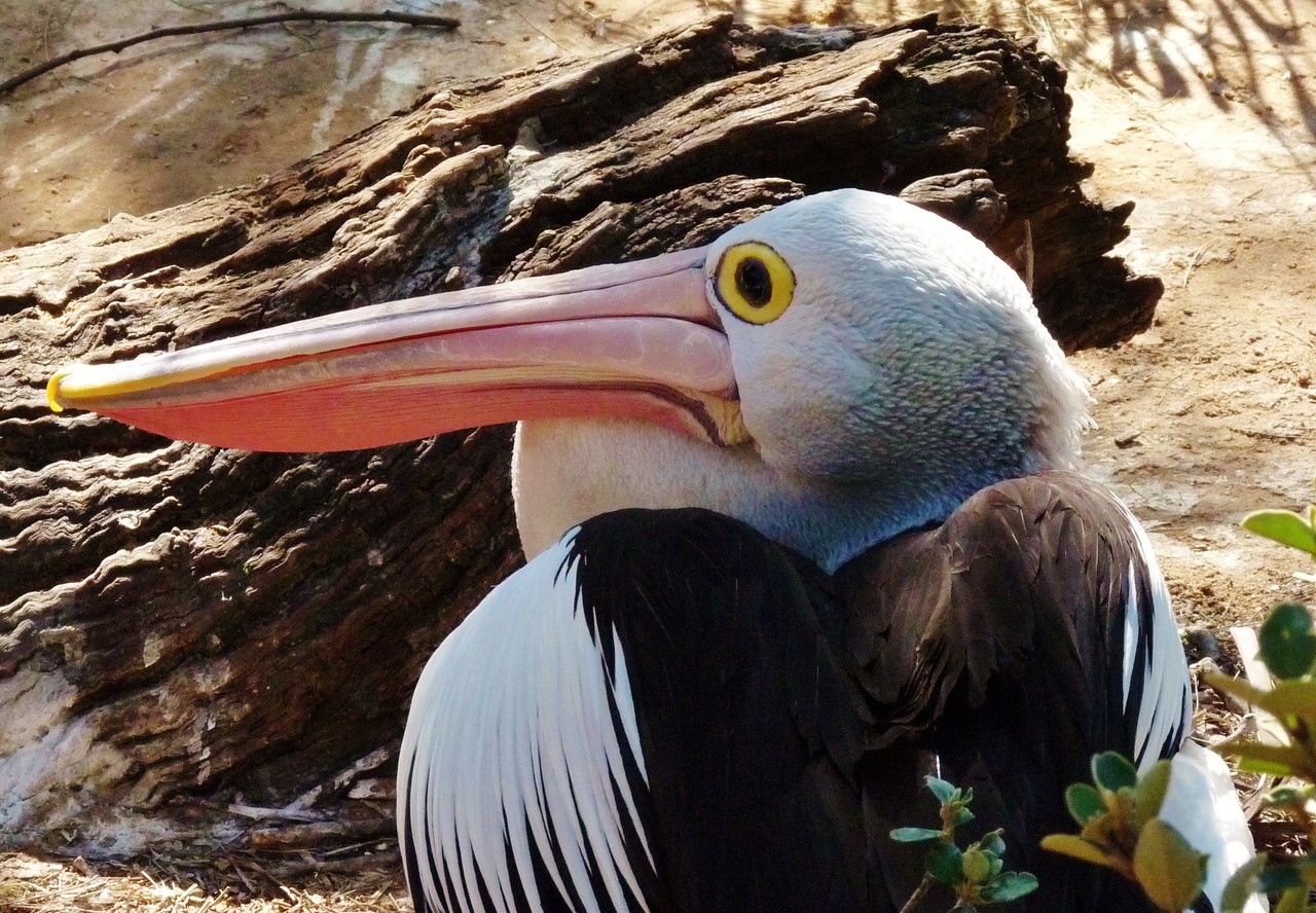 Australian pelican Pelecanus conspicillatus