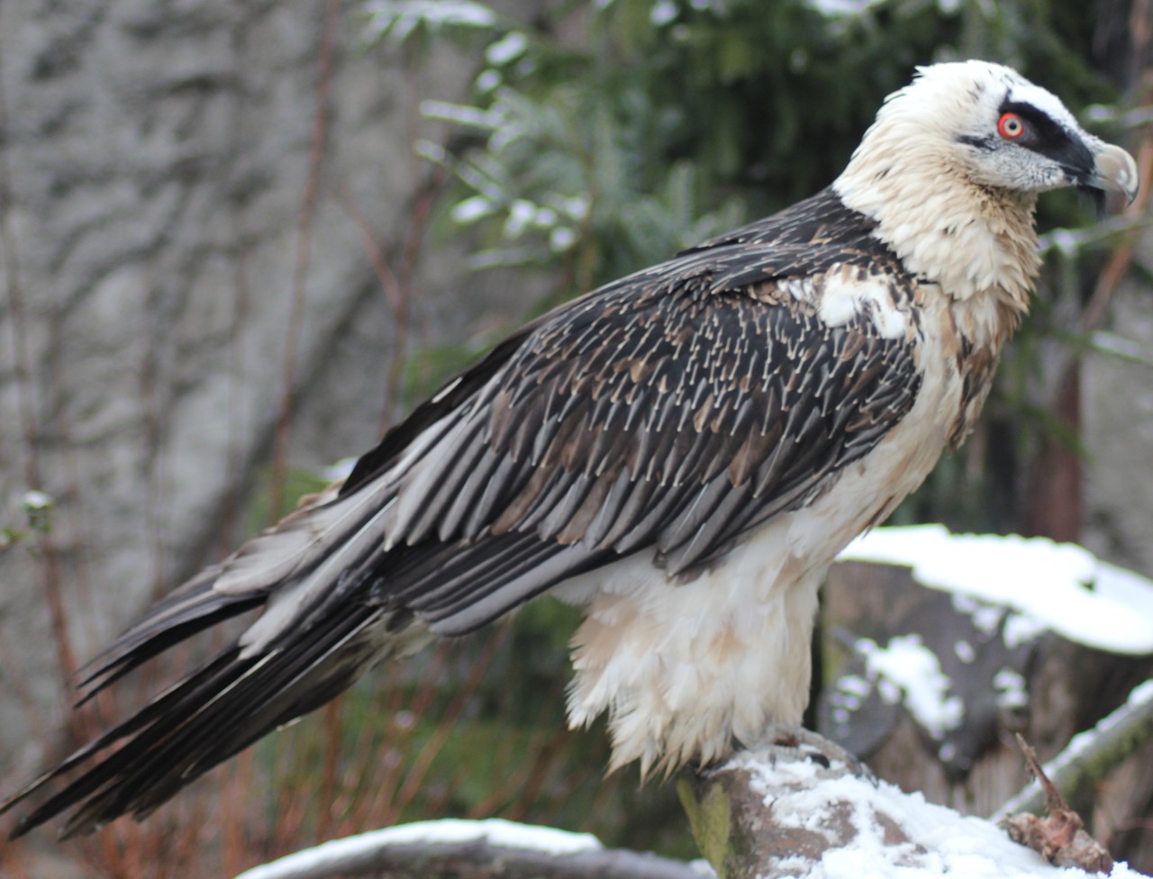 Bearded vulture Gypaetus barbatus