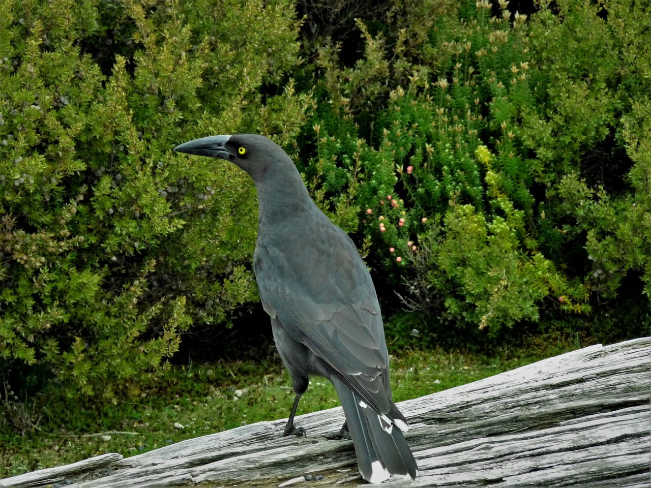 Black Currawong Strepera fuliginosa, Tasmania, Australia
