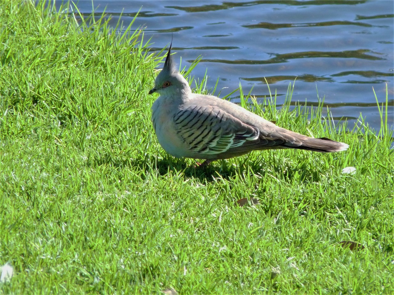 Crested pigeon Ocyphaps lophotes