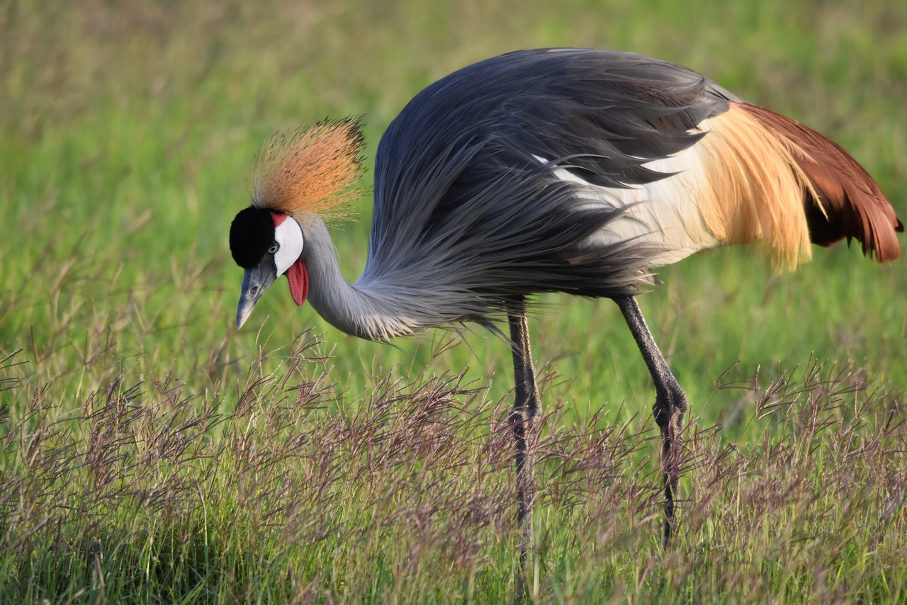 East African Crowned Crane Balearica regulorum gibbericeps