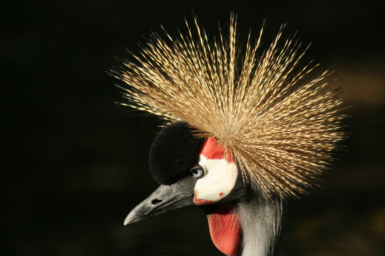 East African Crowned Crane Balearica regulorum gibbericeps