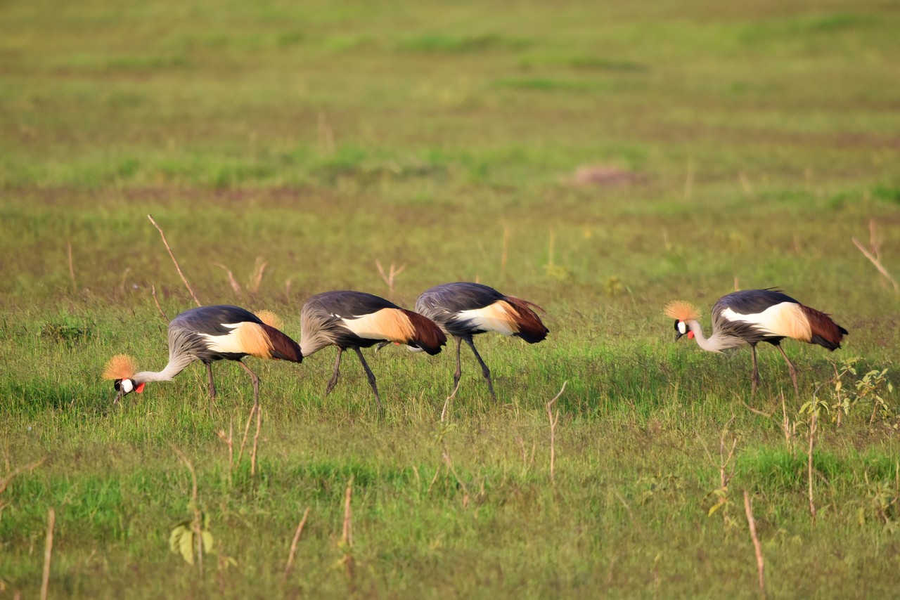 East African Crowned Cranes Balearica regulorum gibbericeps, Tsavo National Park, Kenya
