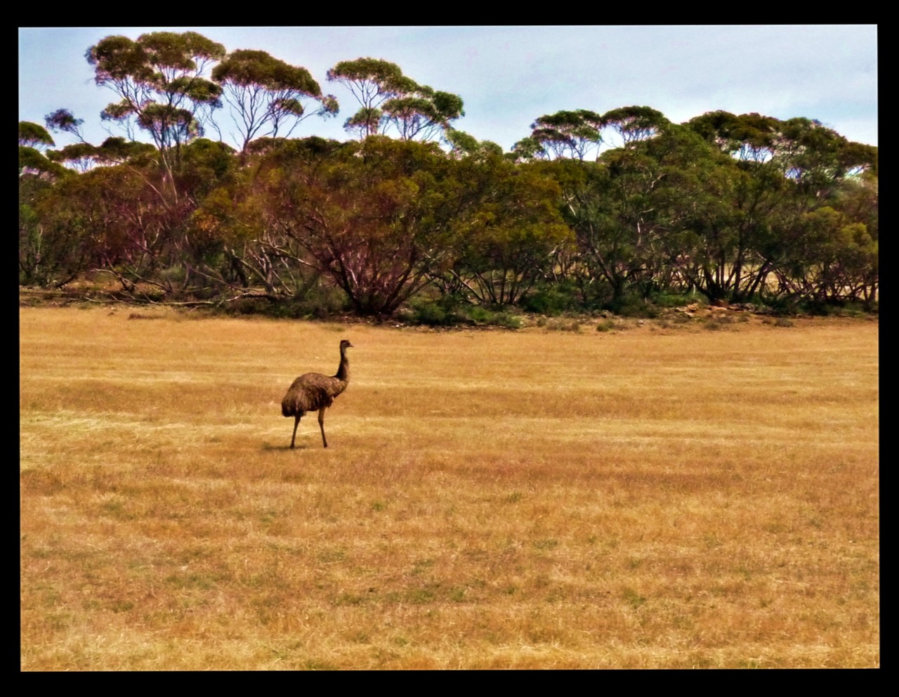 Emu Dromaius novaehollandiae, Southwest Australia