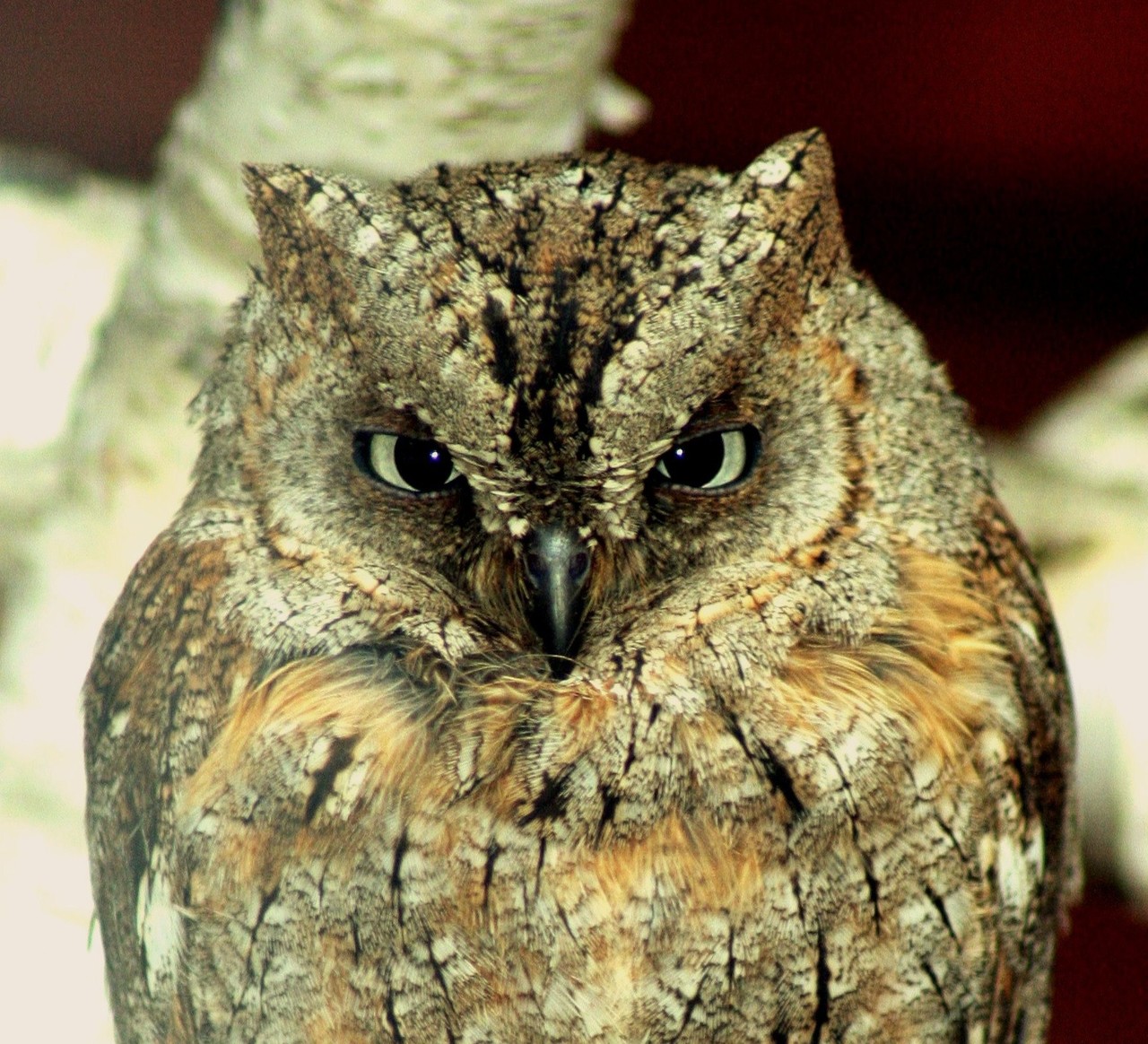 Eurasian Scops-owl Otus scops