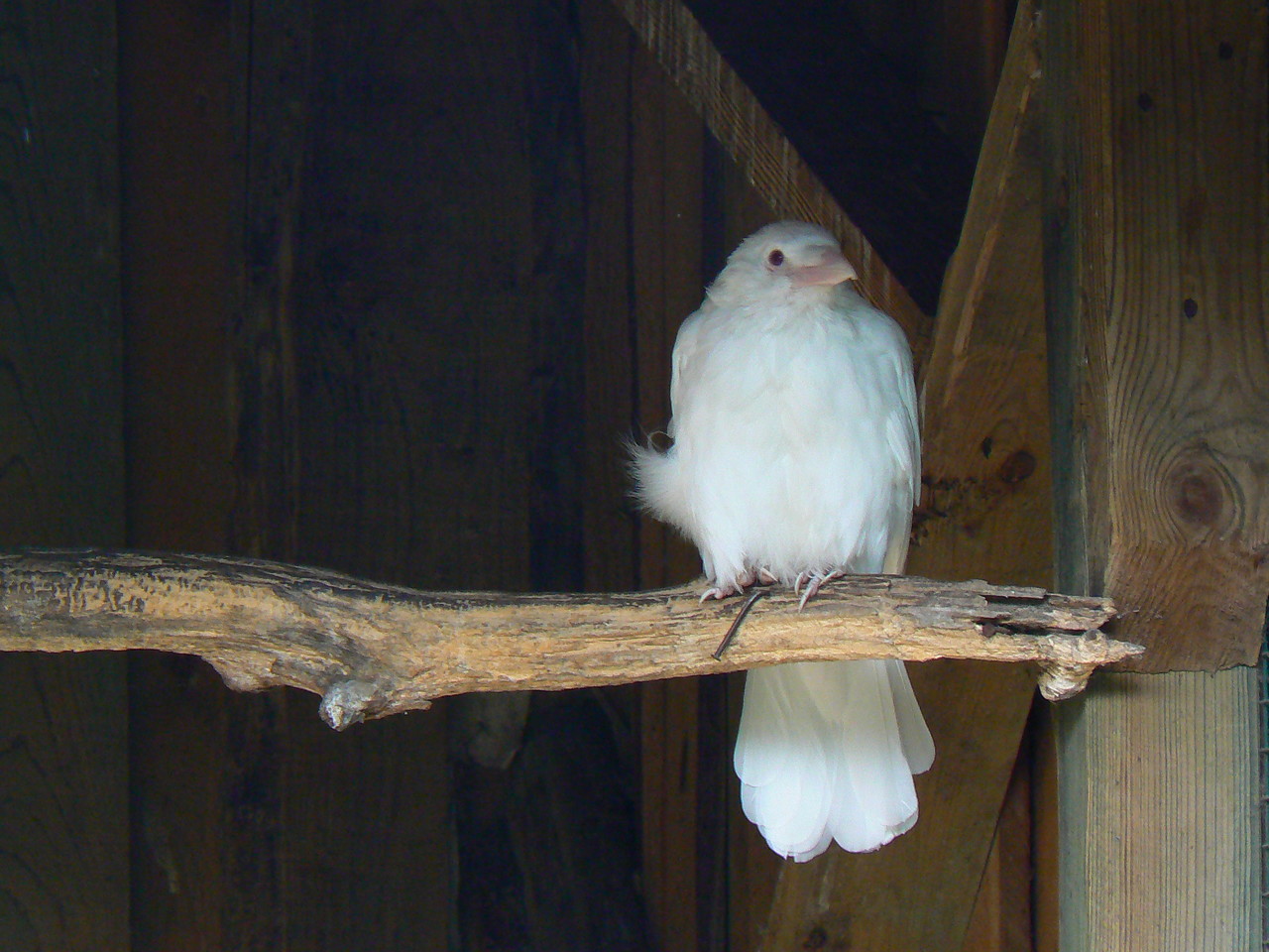 Eurasian jackdaw albino Coervus monedula