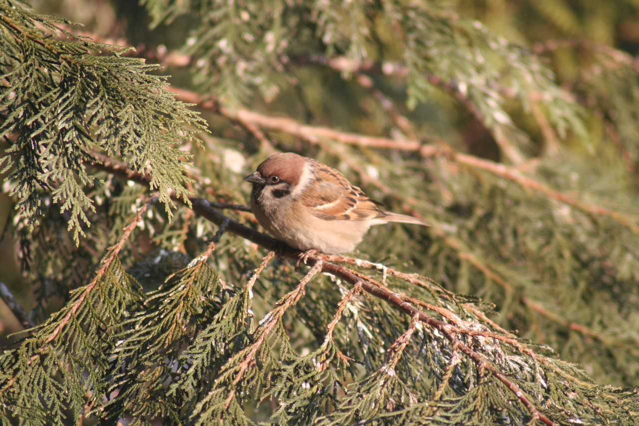 Eurasian tree sparrow Passer montanus