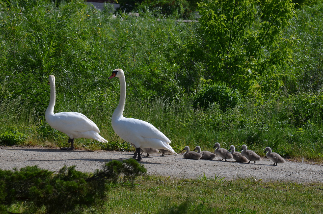 Family of mute swans  Cygnus olor