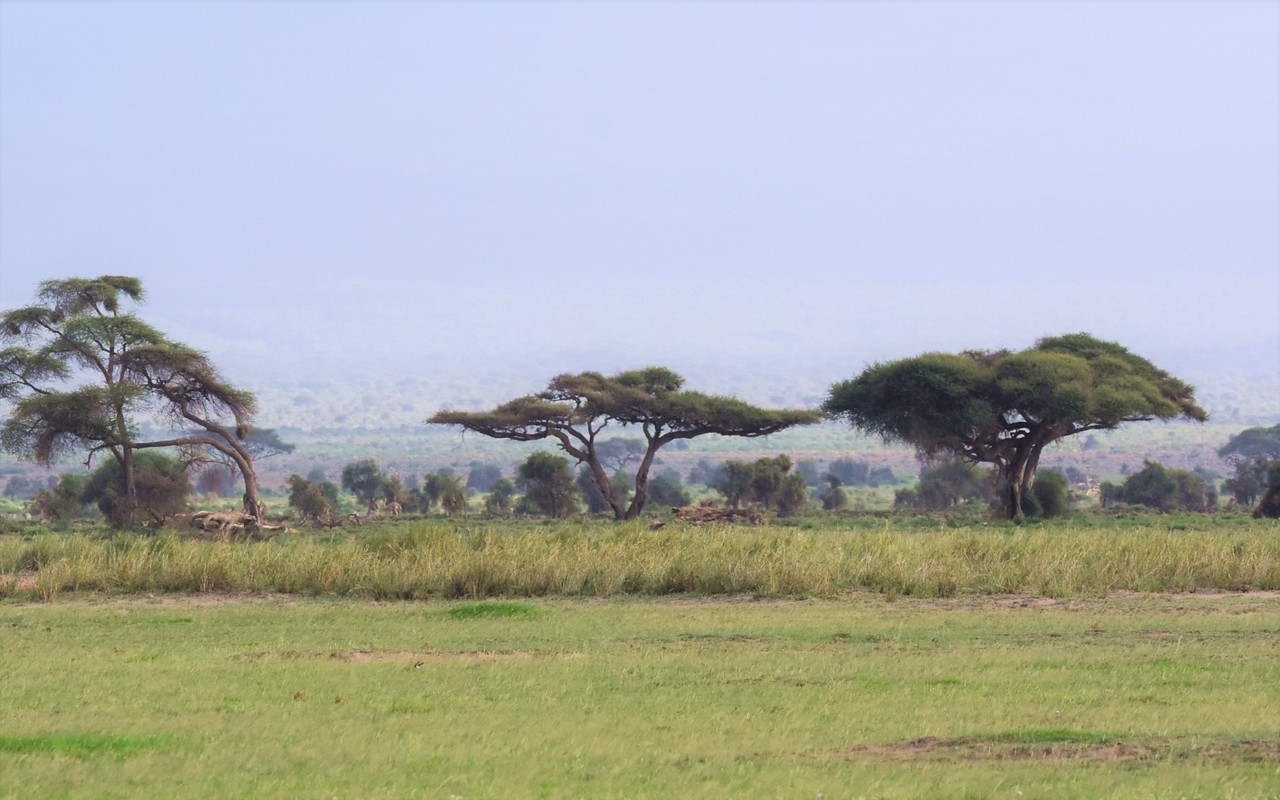 Flock of masai ostriches Struthio camelus massaicus under umbrella thorn acacia tree, Tsavo National Park, Kenya 