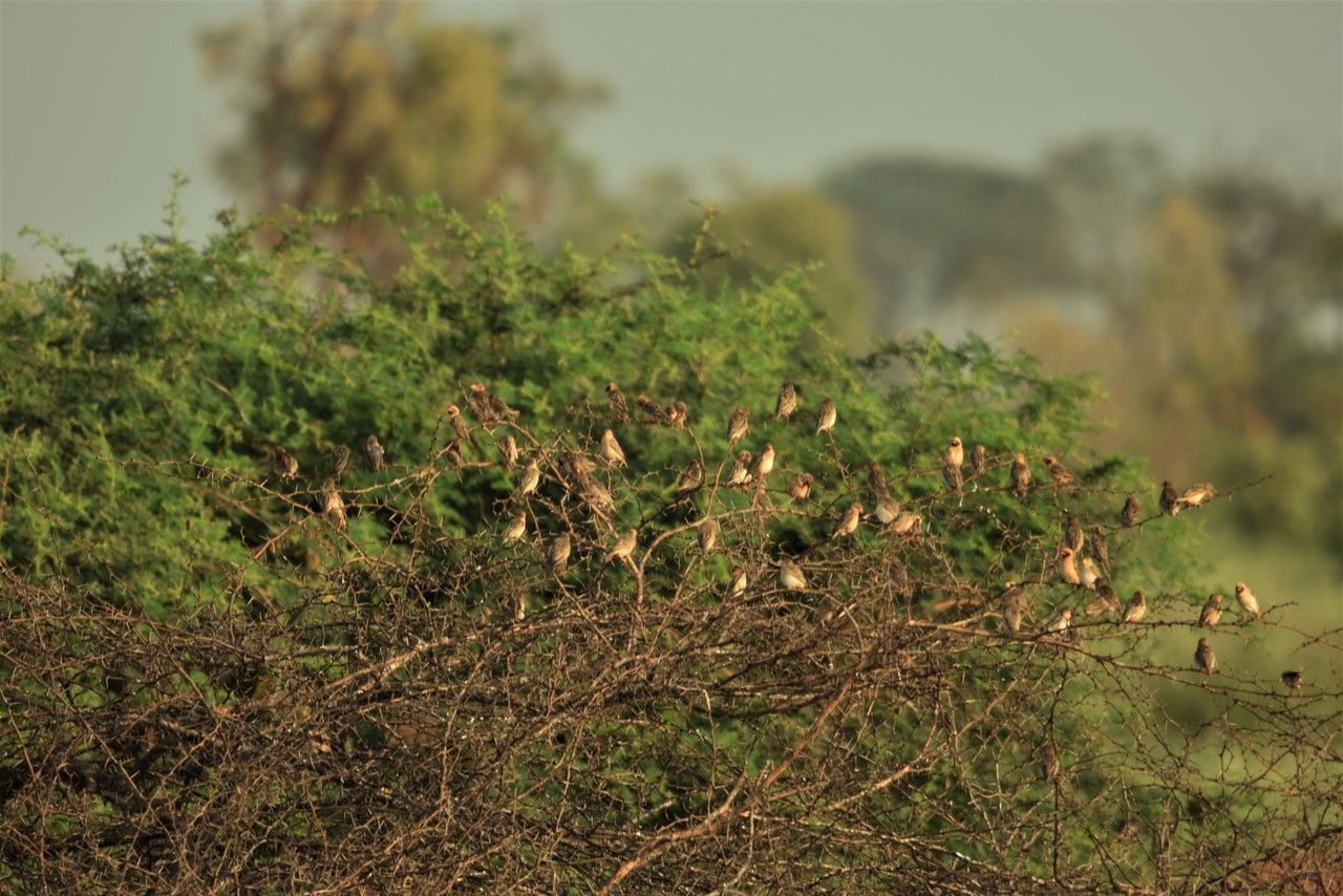 Flock of red-billed queleas Quelea quelea, Tsavo National Park, Kenya
