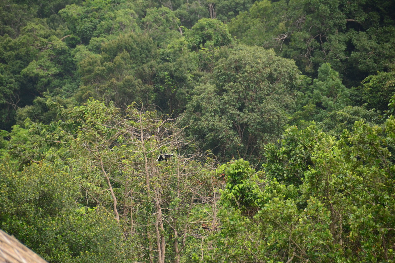Great Hornbill Buceros bicornis, San Loem, Cambodia