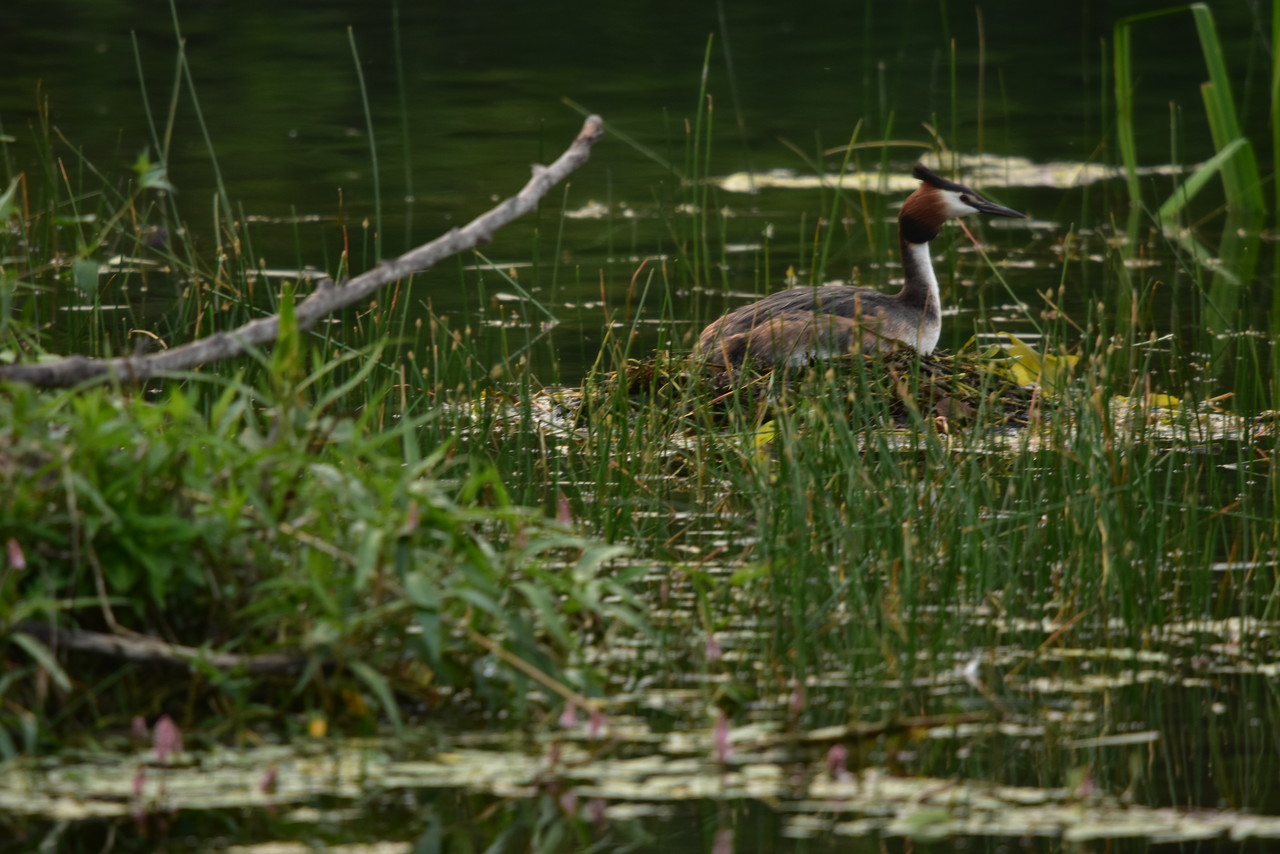 Great crested grebe on the nest Podiceps cristatus
