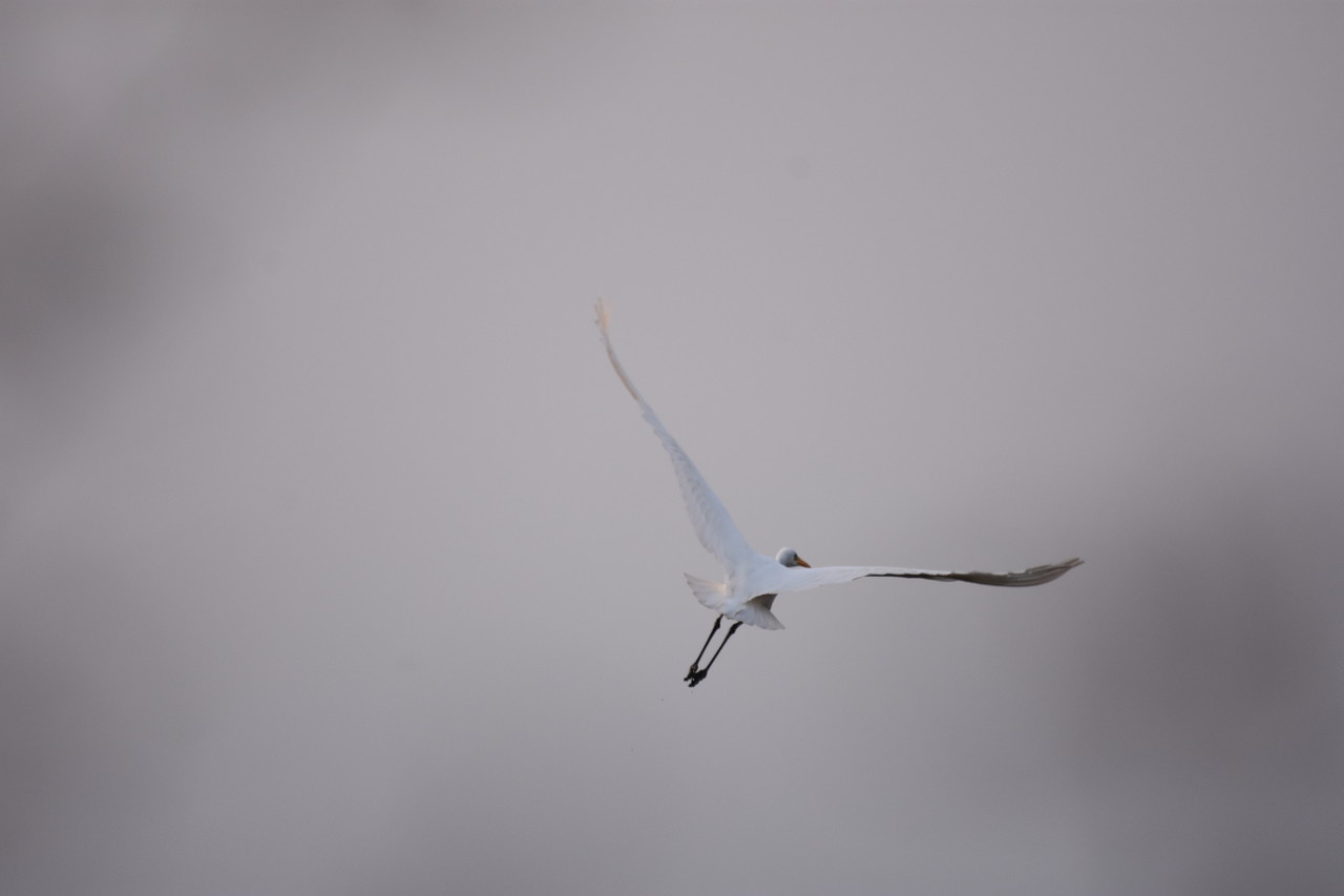 Great egret in flight Ardea alba