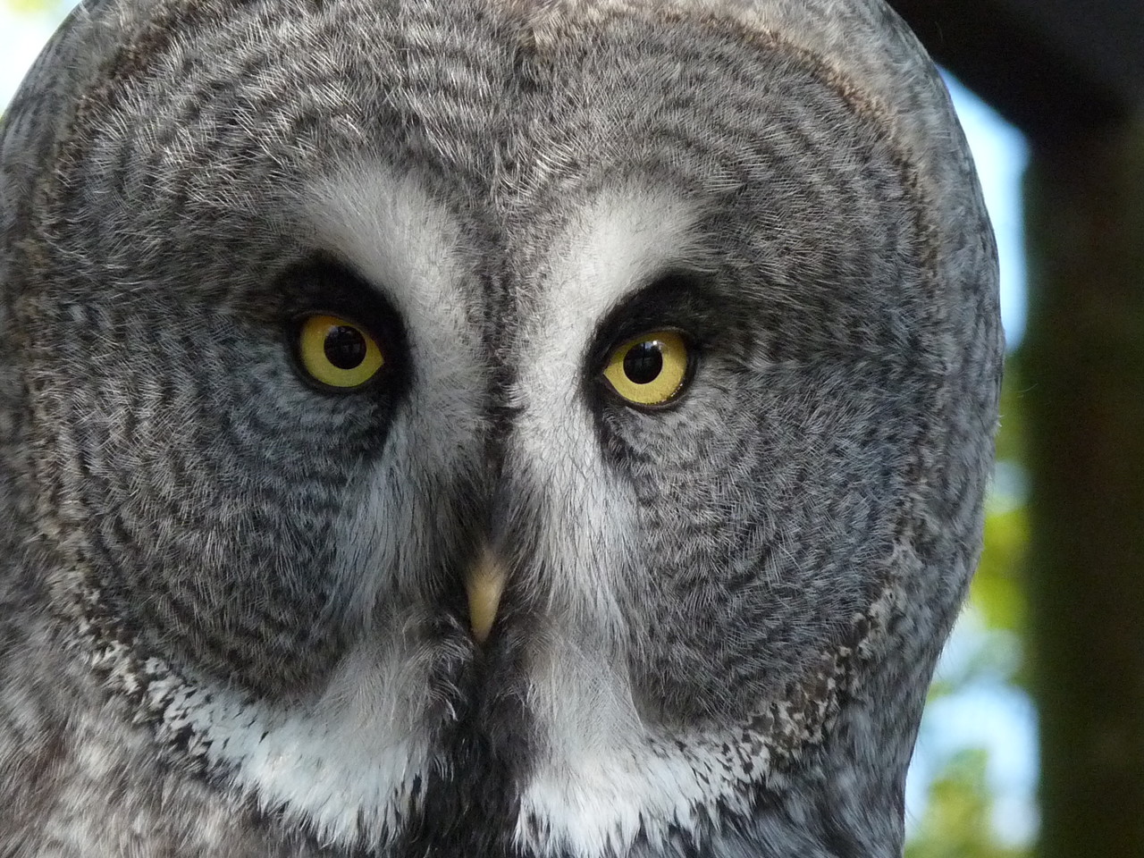 Great grey owl portrait Strix nebulosa