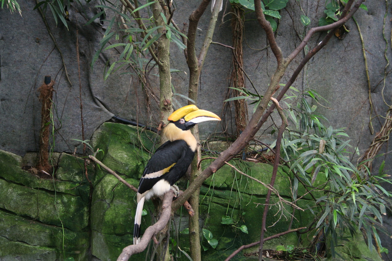 Great hornbill Buceros bicornis