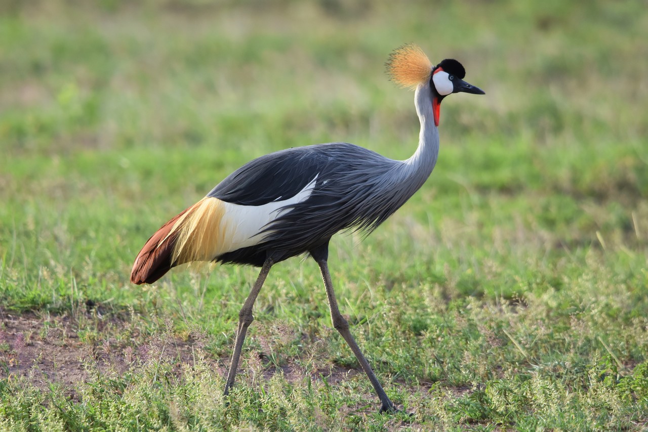 Grey Crowned-crane Balearica regulorum, Tsavo National Park, Kenya 