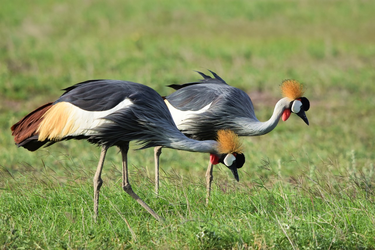 Grey Crowned-cranes Balearica regulorum, Tsavo National Park, Kenya 