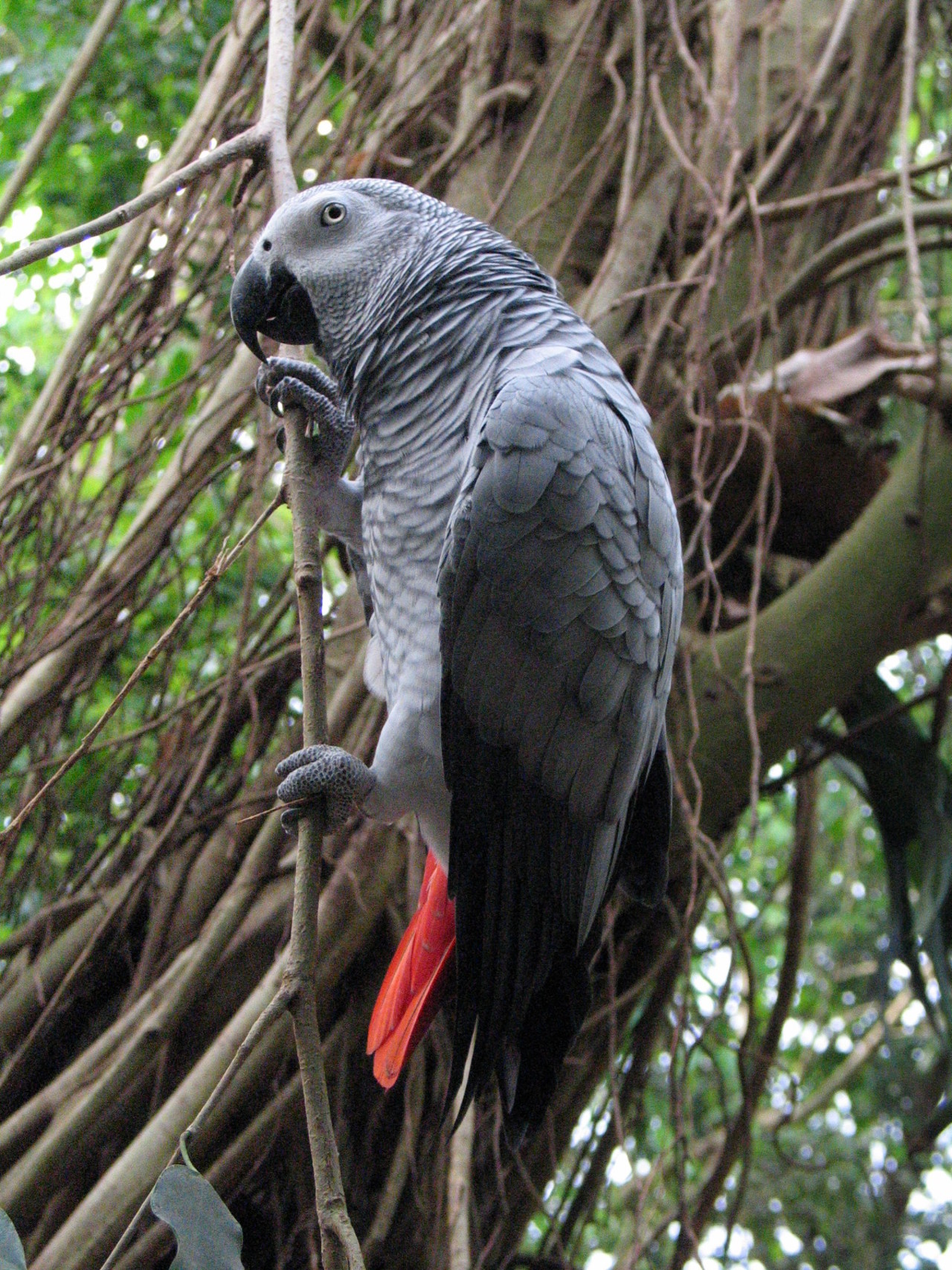 Grey parrot Psittacus erithacus