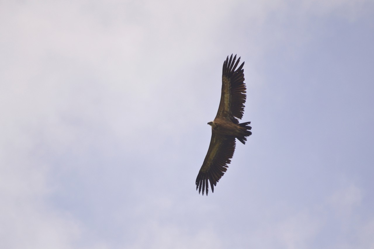 Griffon vulture Gyps fulvus, Golan Height, Israel