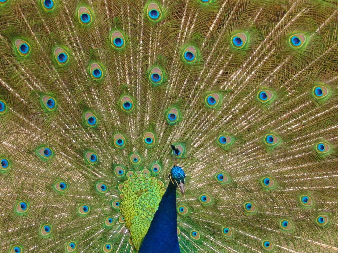 Indian peafowl Pavo cristatus