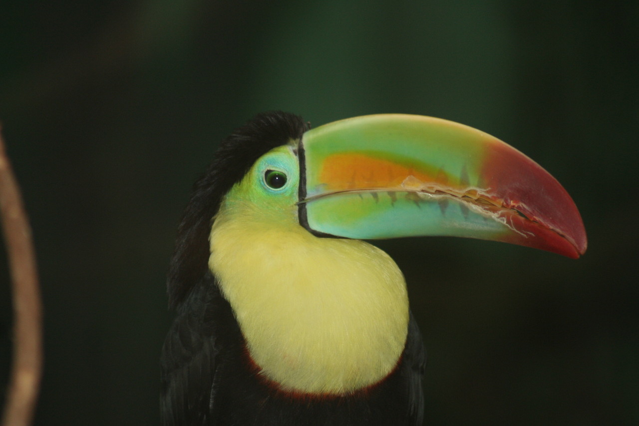 Keel-billed toucan Ramphastos sulphuratus
