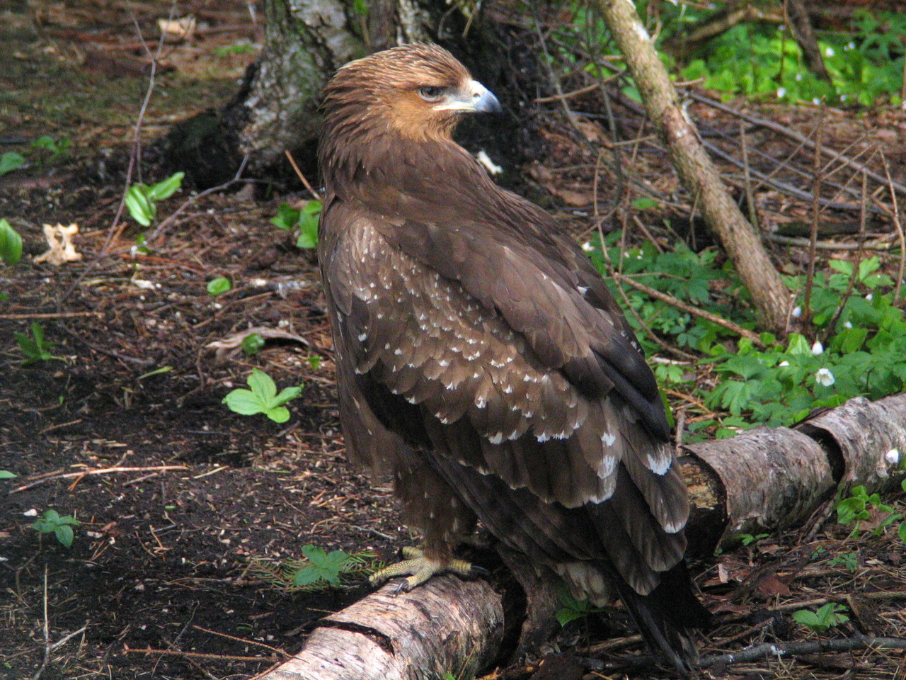 Lesser Spotted Eagle Aquila pomarina, Masuria, Poland