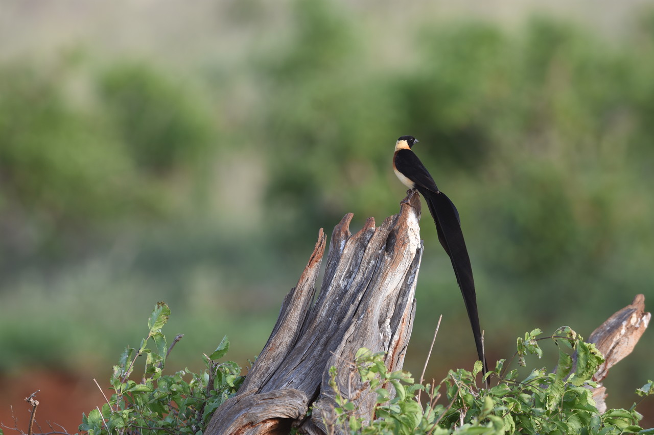 Long-tailed Paradise-whydah Vidua paradisaea, Amboseli National Park, Kenya