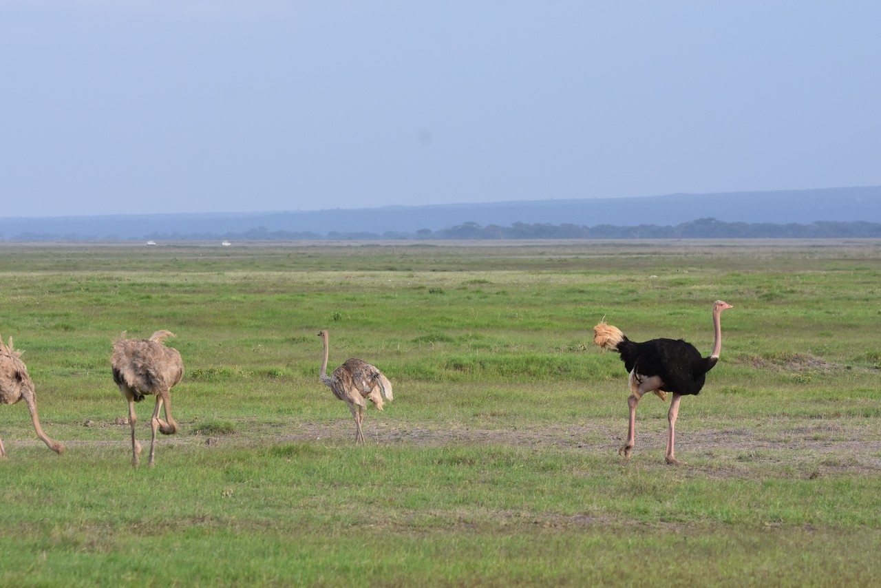 Masai ostriches Struthio camelus massaicus, Tsavo National Park, Kenya 