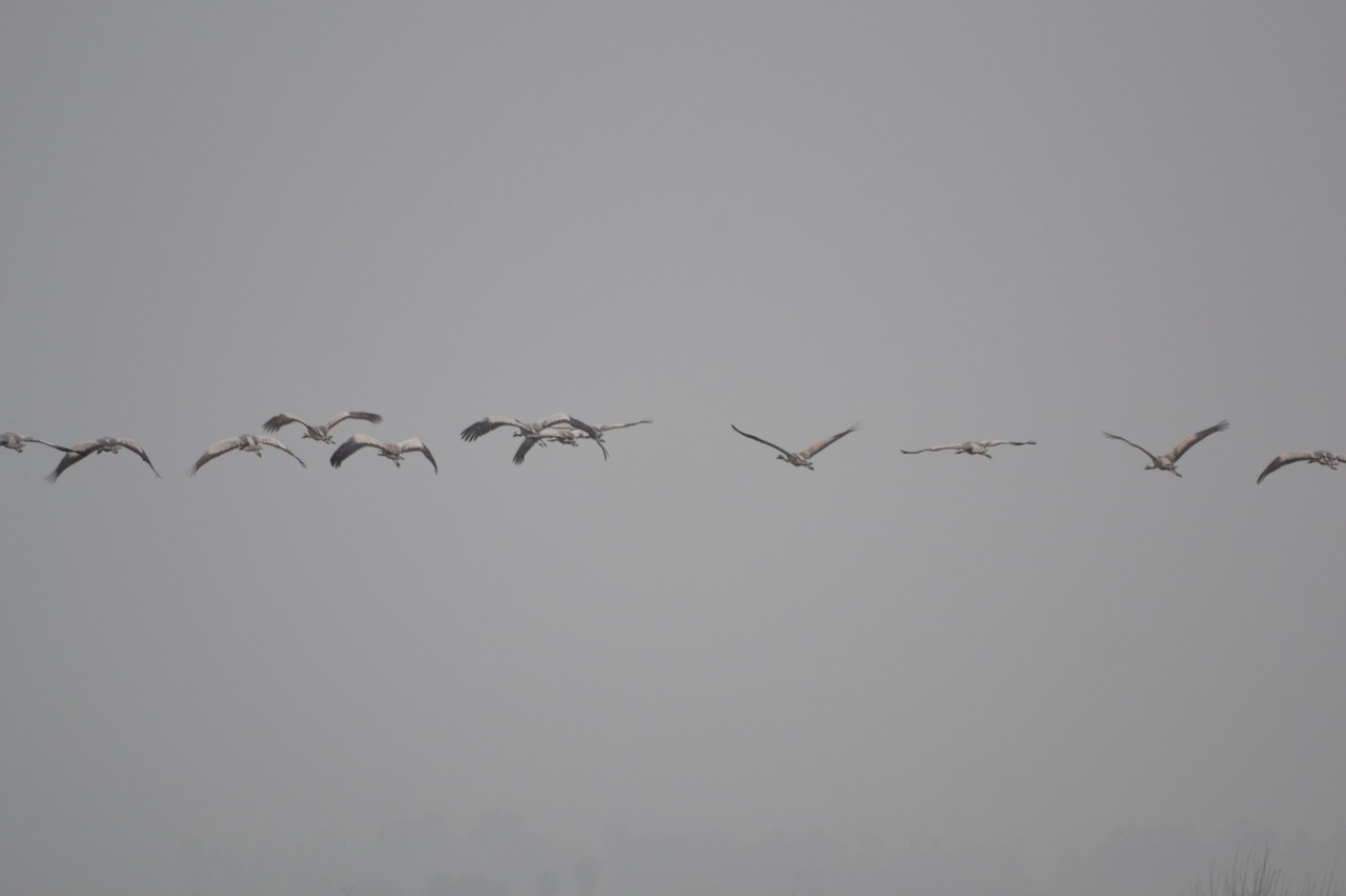 Migrating common cranes Grus grus, Israel