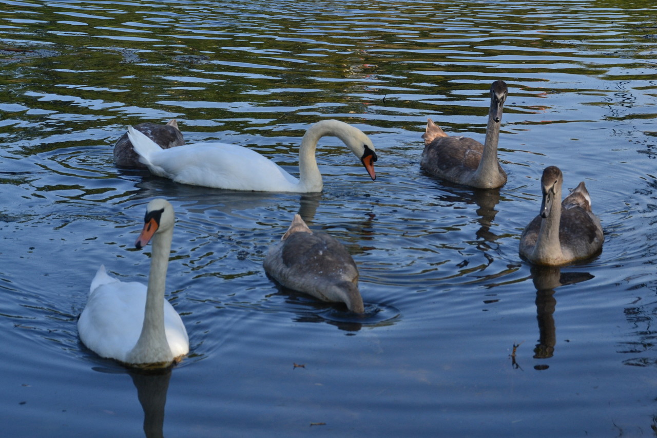 Mute swan family Cygnus olor