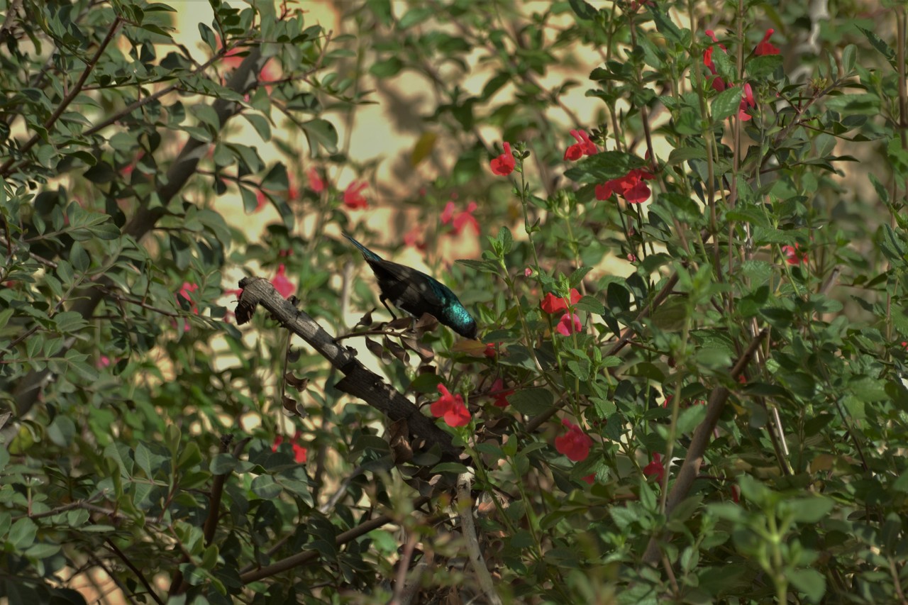 Palestine Sunbird female Nectarinia osea, Jerusalem, Israel