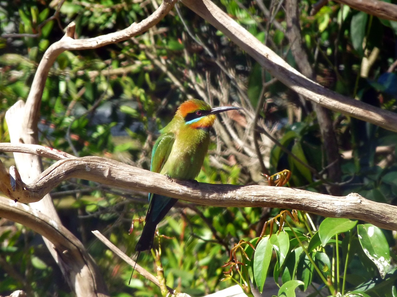 Rainbow bee-eater Merops ornatus