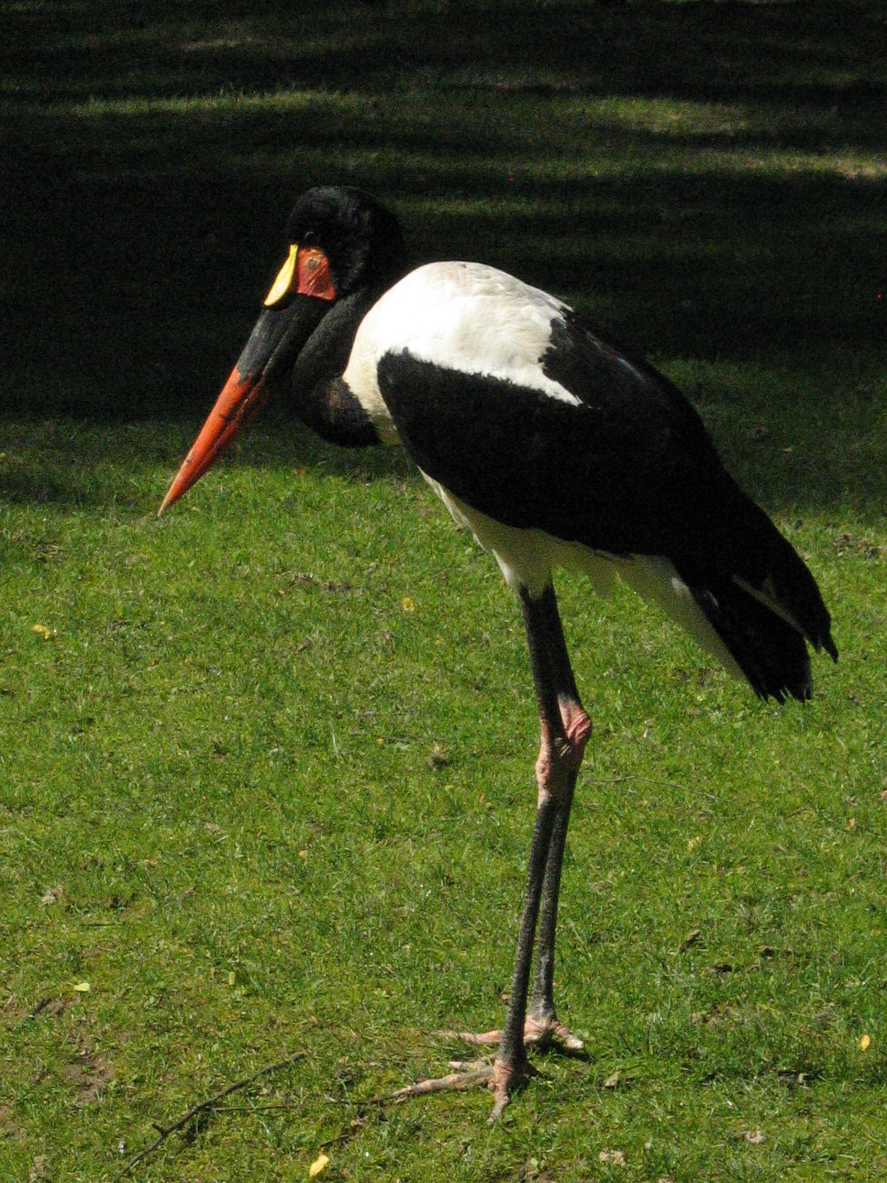 Saddle-billed stork Ephippiorhynchus senegalensis