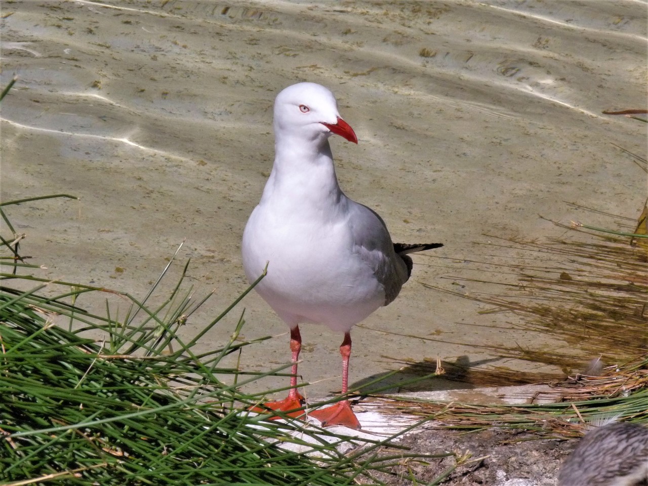 Silver Gull Larus novaehollandiae, Adelaida, Australia