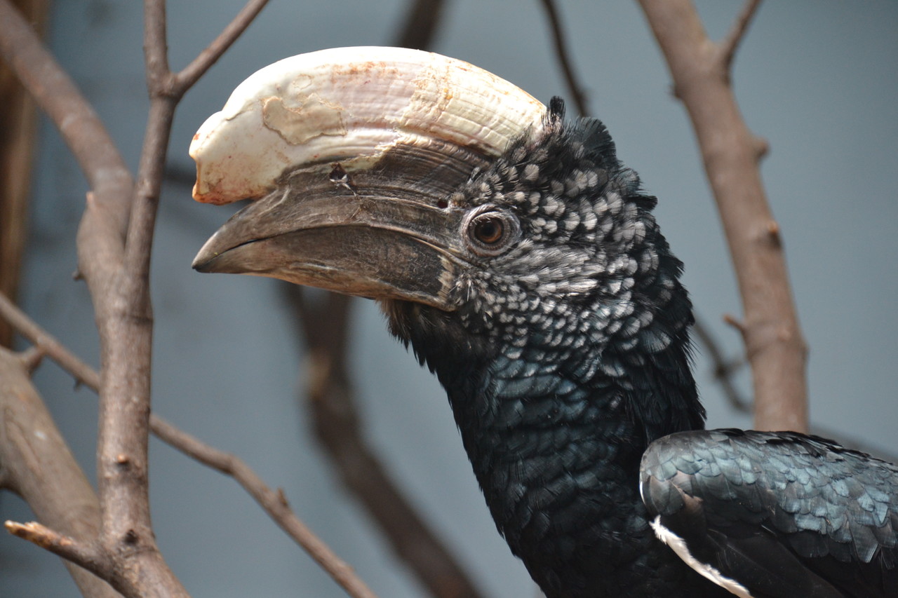 Silvery-cheeked hornbill Bycanistes brevis