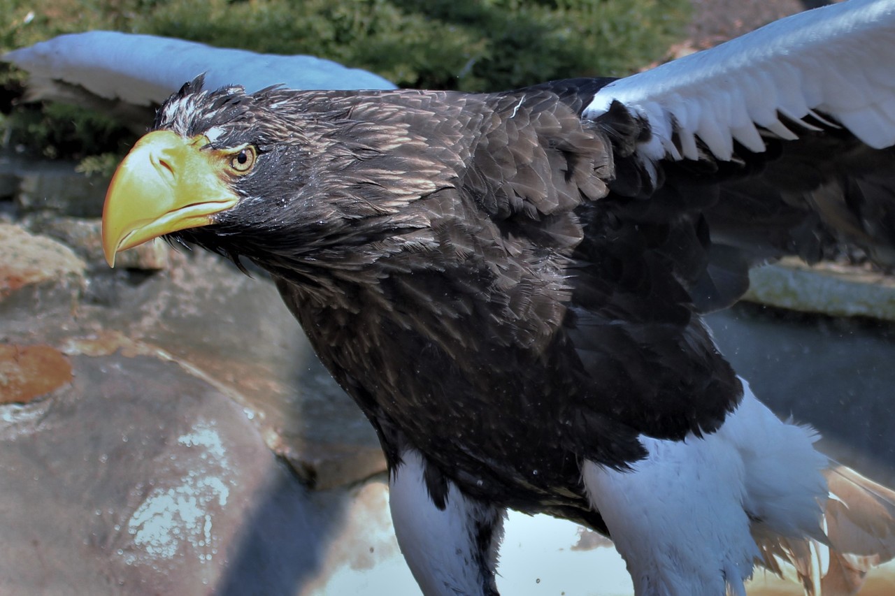 Steller’s Sea Eagle Haliaeetus pelagicus