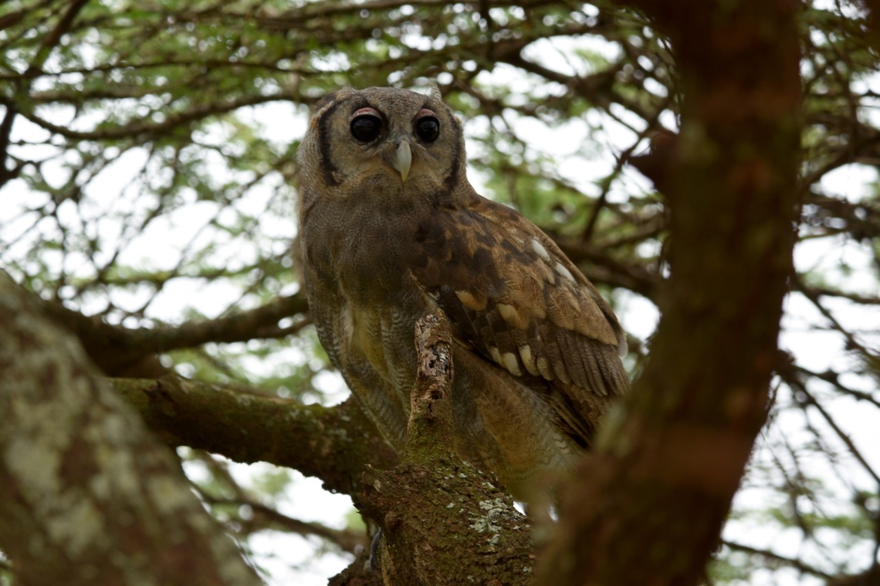 Verreaux's eagle-owl Bubo lacteus, Amboseli National Park, Kenya 