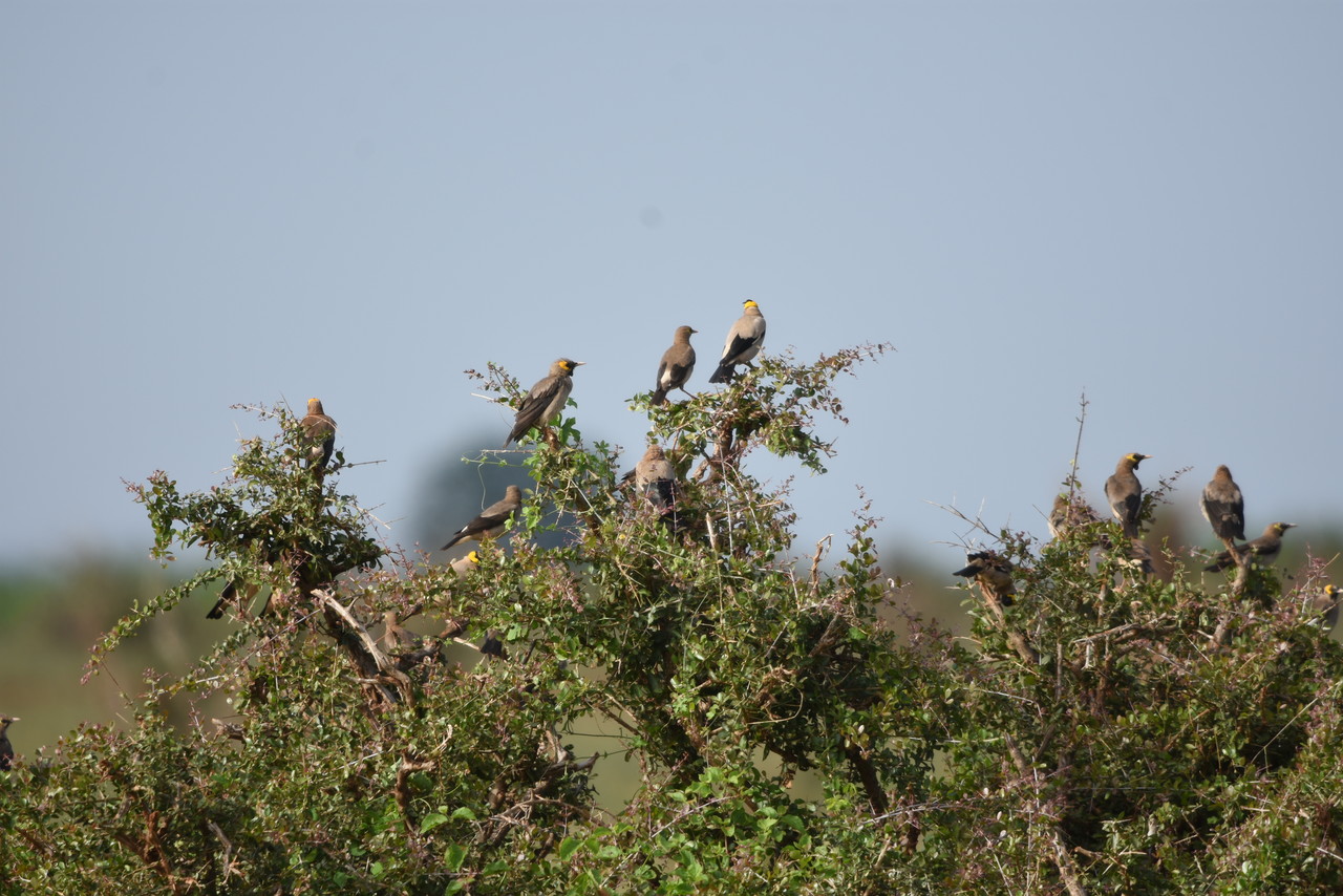 Wattled starlings Creatophora cinerea, Tsavo National Park, Kenya