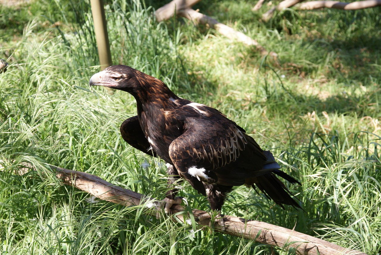 Wedge-tailed eagle Aquila audax