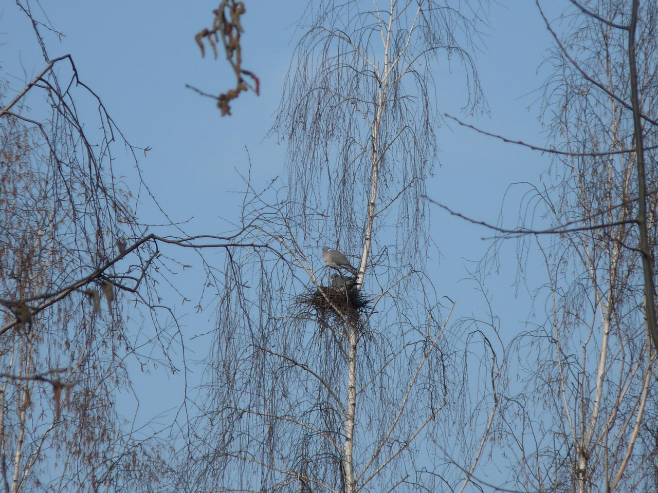 Wood Pigeon on the nest Columba palumbus