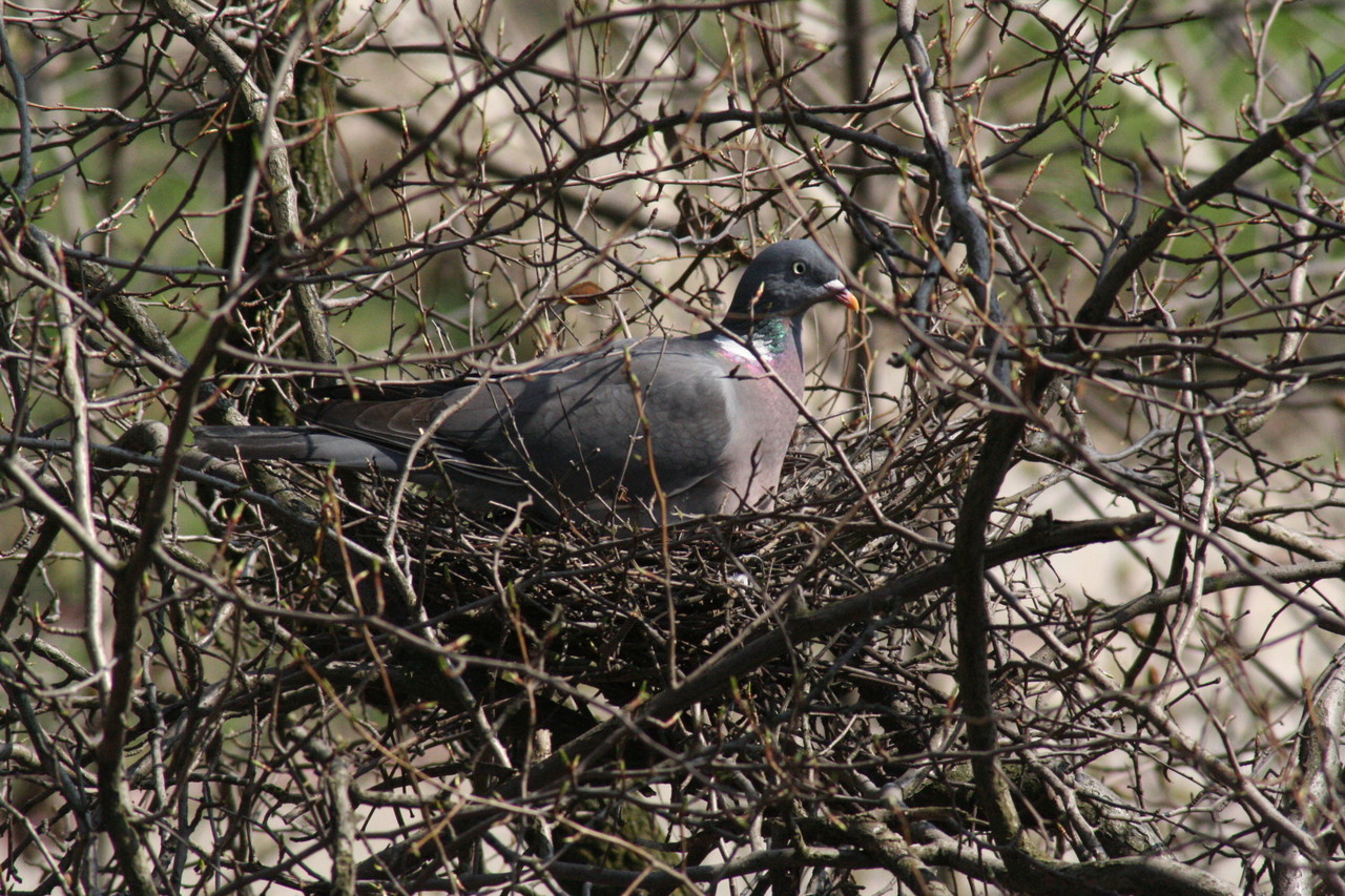 Wood Pigeon on the nest Columba palumbus