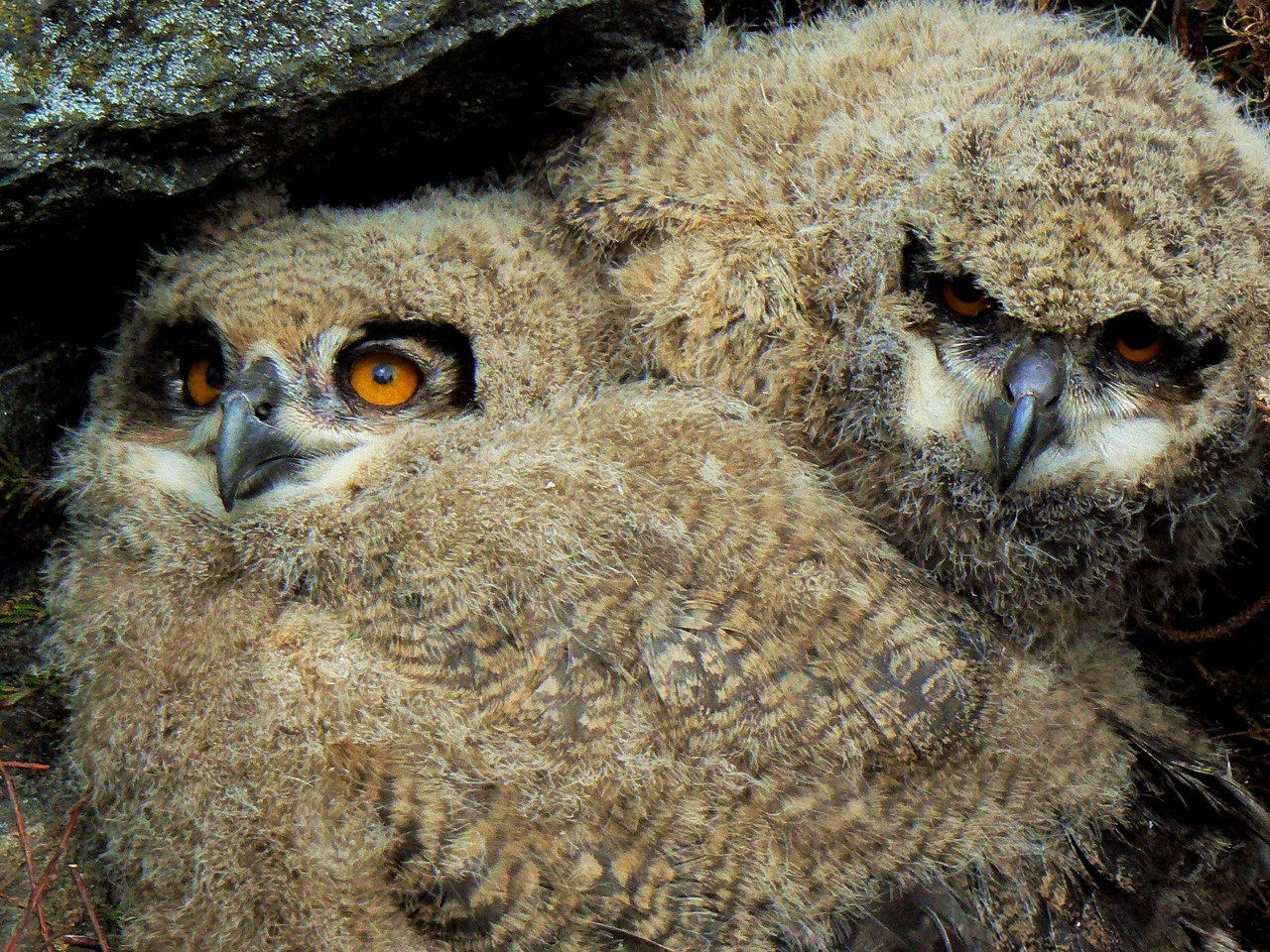 Young Eurasian Eagle-Owls Bubo bubo, Masuria, Poland