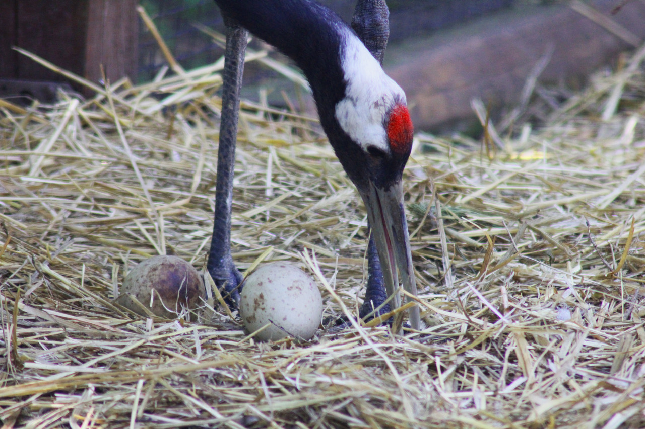 Female of the red-crowned crane in the nest