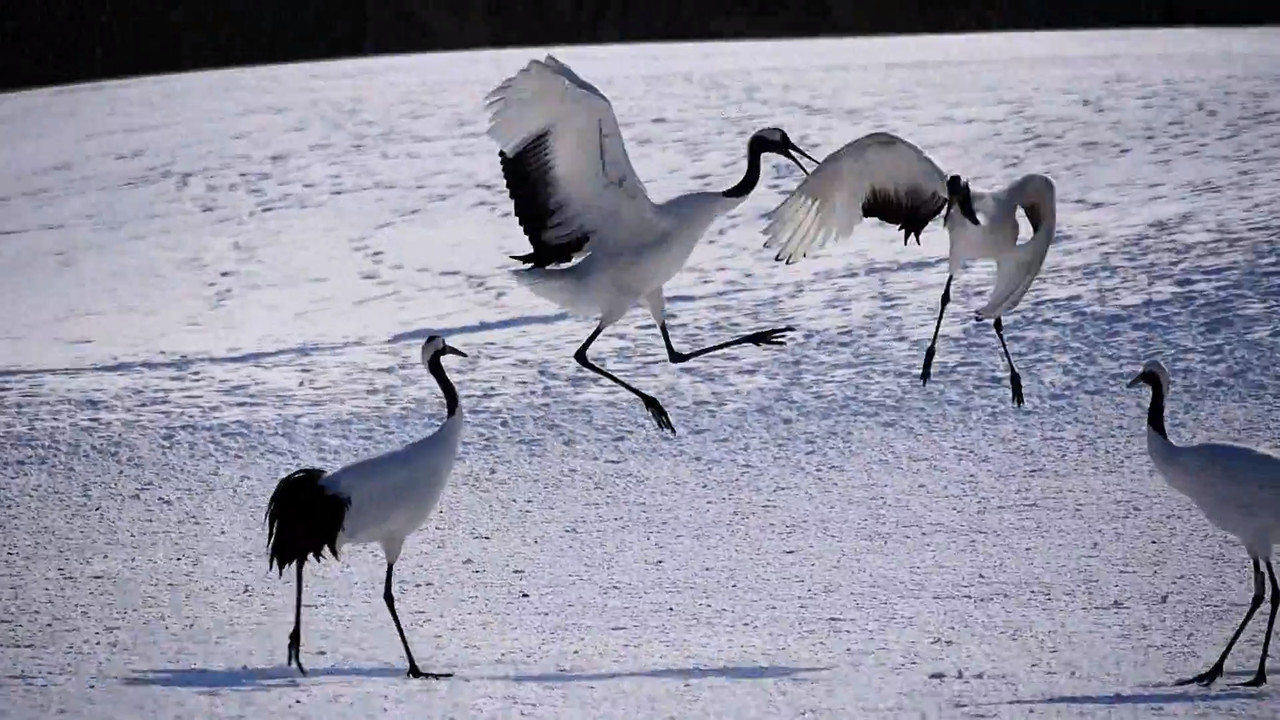Mating dance of  Japanese Cranes